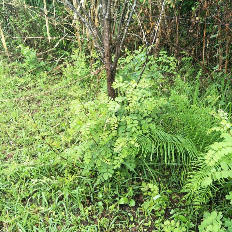 国槐苗，刺槐苗，蜜源植物，荒山堤坝，庭院绿化，道路绿化！