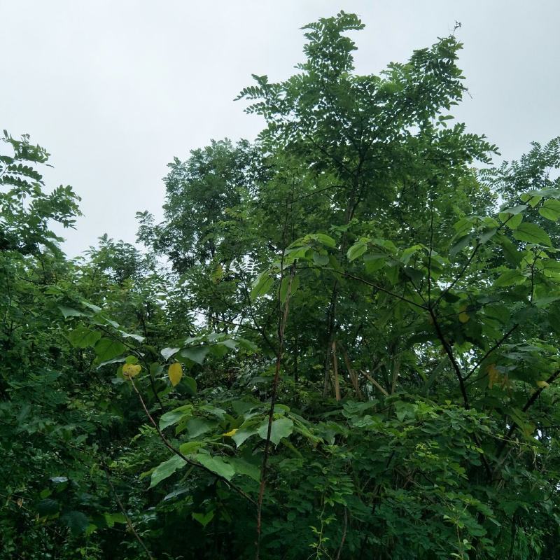 国槐苗，刺槐苗，蜜源植物，荒山堤坝，庭院绿化，道路绿化！