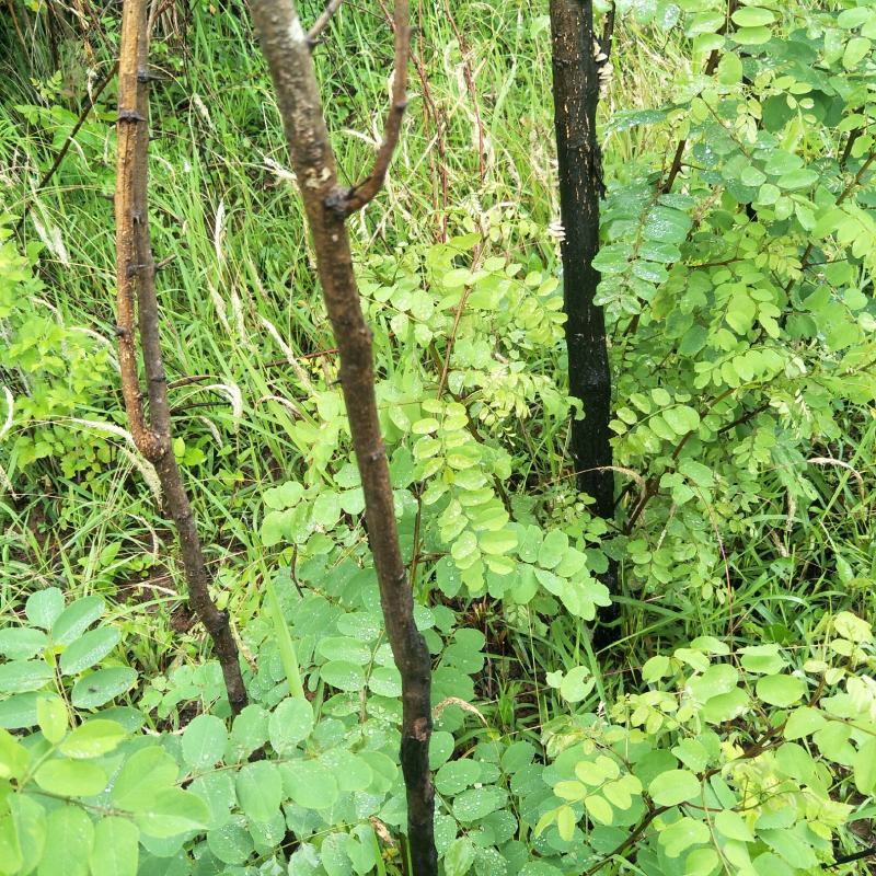 国槐苗，刺槐苗，蜜源植物，荒山堤坝，庭院绿化，道路绿化！