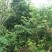 国槐苗，刺槐苗，蜜源植物，荒山堤坝，庭院绿化，道路绿化！