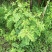 国槐苗，刺槐苗，蜜源植物，荒山堤坝，庭院绿化，道路绿化！