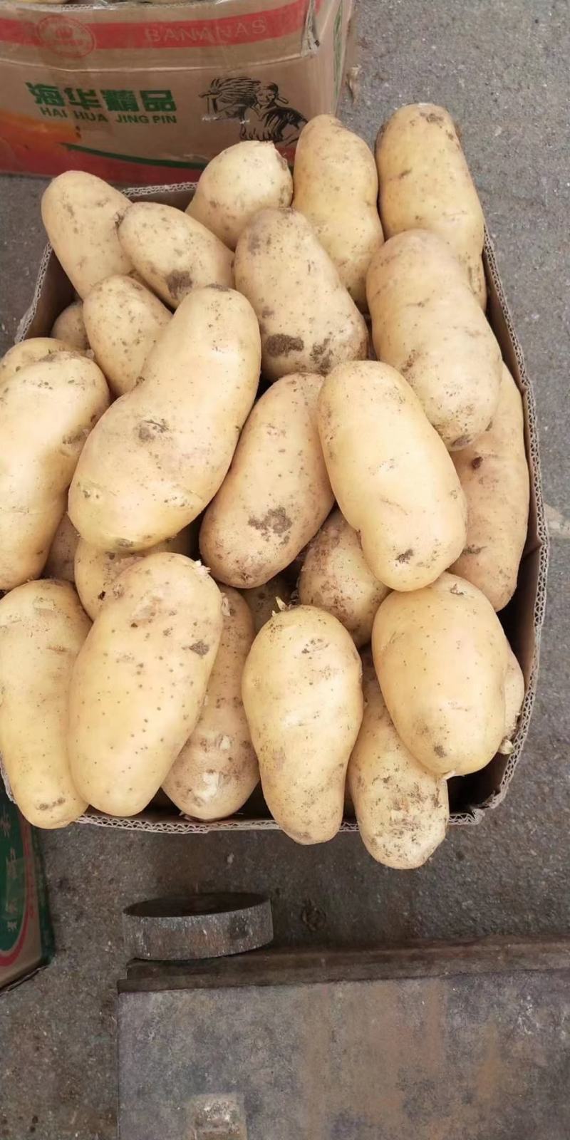 兰陵县精品黄心土豆产地直发质量保证视频看货