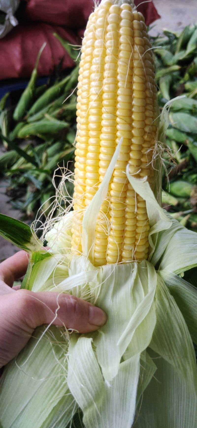 优质太阳花甜玉米电商货现摘现卖一手好货