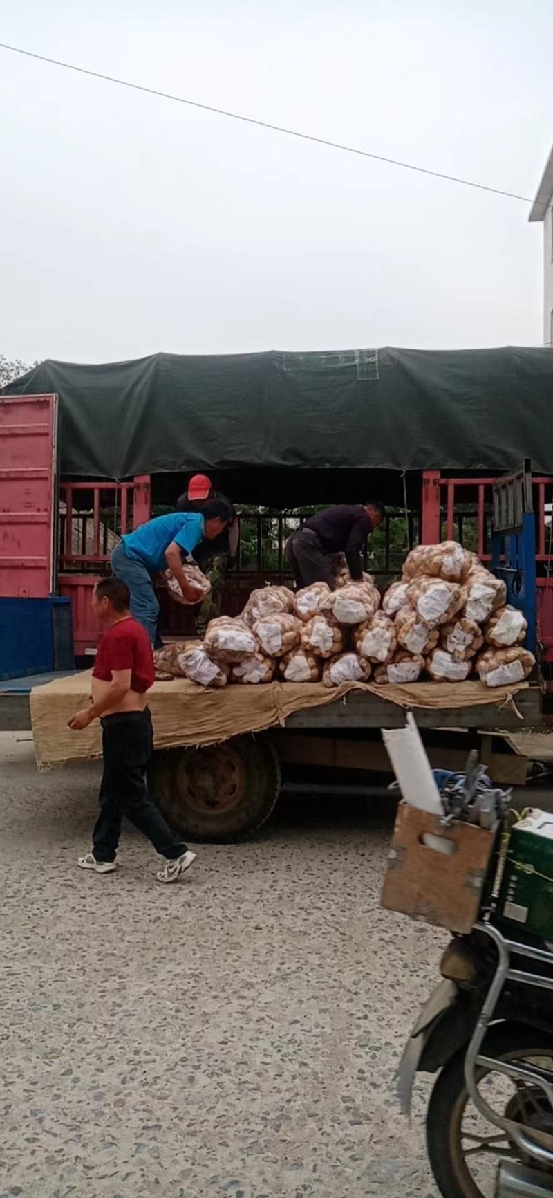 新野县土豆大量上市，荷兰十五，中薯五号