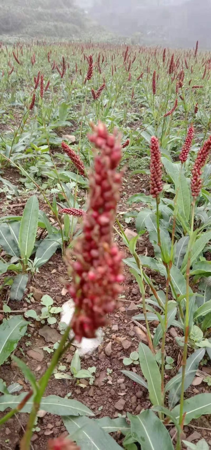 草血竭。鲜货干货大量供应。