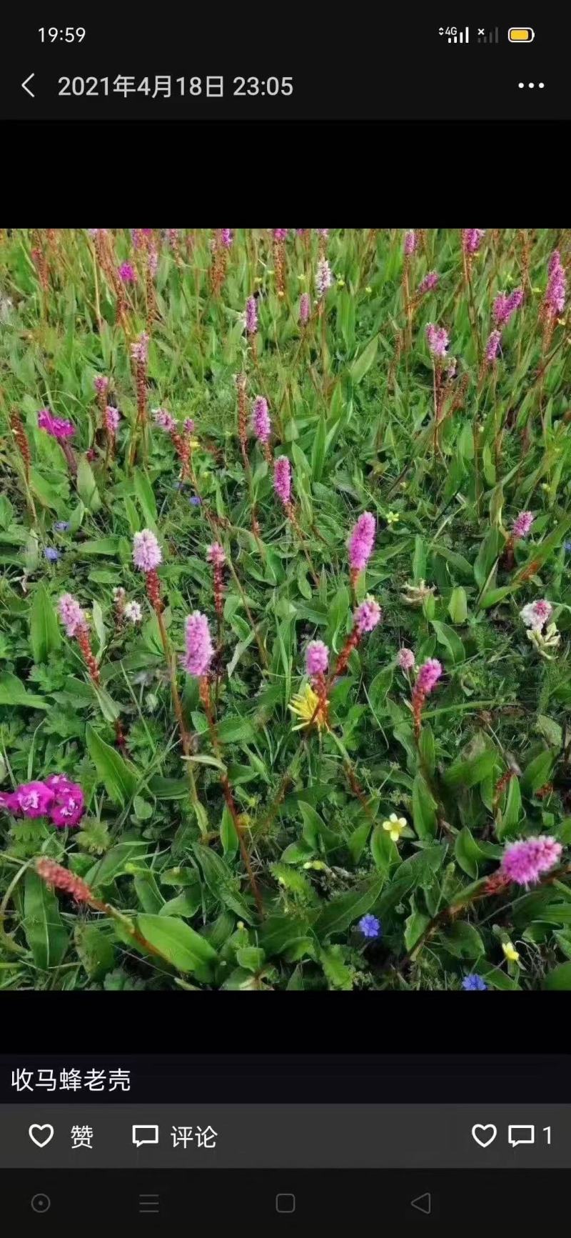 草血竭。鲜货干货大量供应。