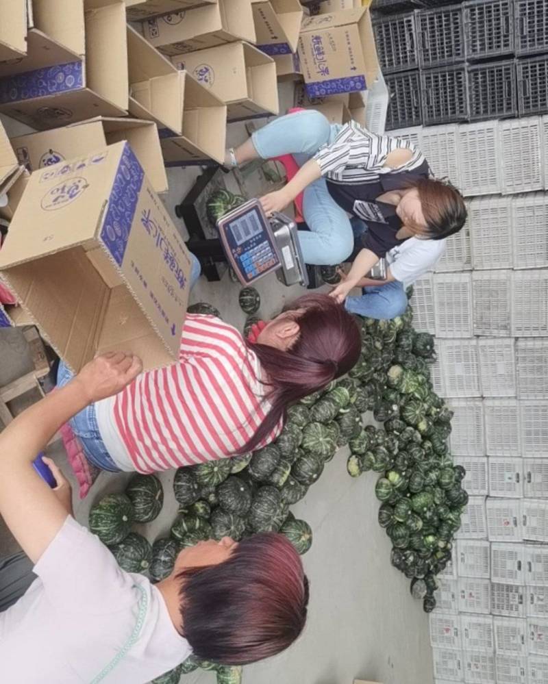 板栗南瓜