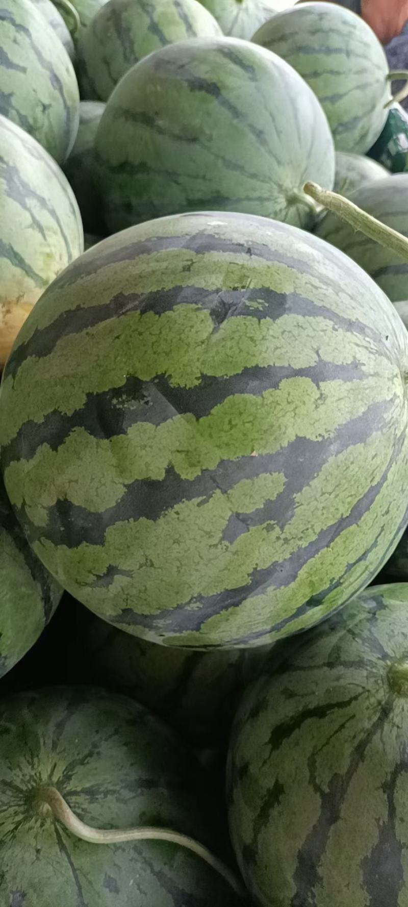 精品美都8424麒麟瓜糖度高头茬好货产地直供质量三包