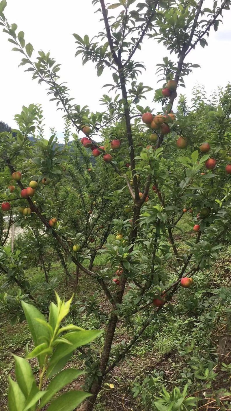 大红袍李子，李子中的大哥大，李子中的天花板