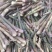 野生竹笋
