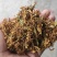 金银花花香怡人自然晒干量大从优欢迎咨询