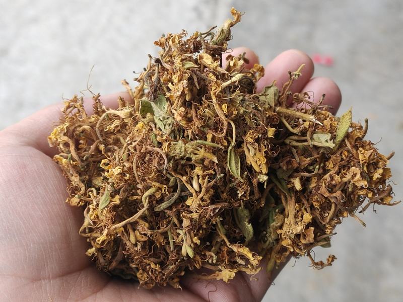 金银花花香怡人自然晒干量大从优欢迎咨询