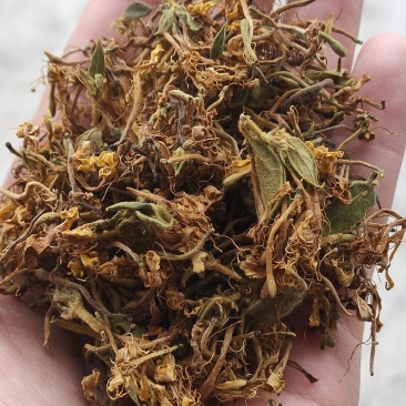 金银花花香怡人自然晒干量大从优欢迎咨询