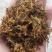 金银花花香怡人自然晒干量大从优欢迎咨询