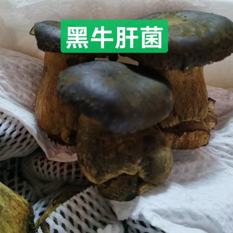 黑牛肝菌（新鲜）鲜，嫩，滑，脆。质量稳定，全年有货。