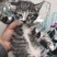 猫咪
