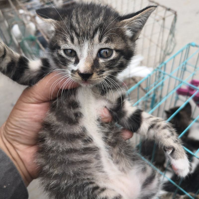 猫咪