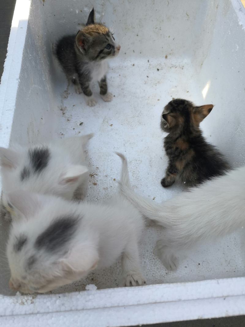 猫咪