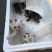 猫咪