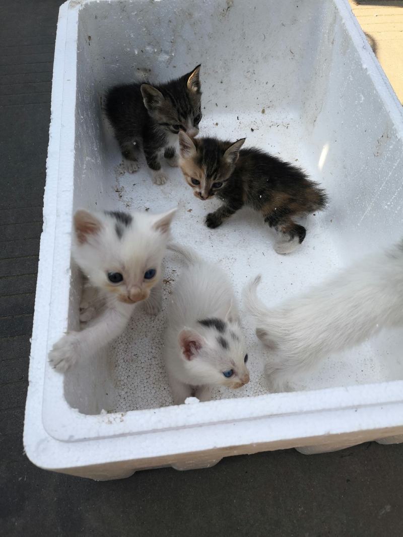 猫咪