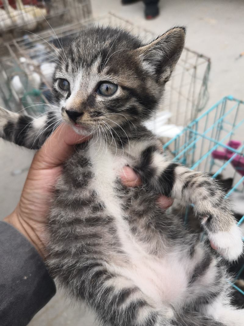 猫咪
