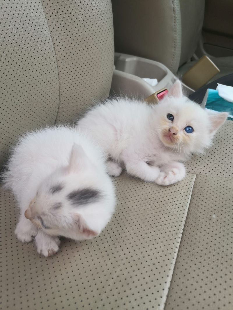 猫咪