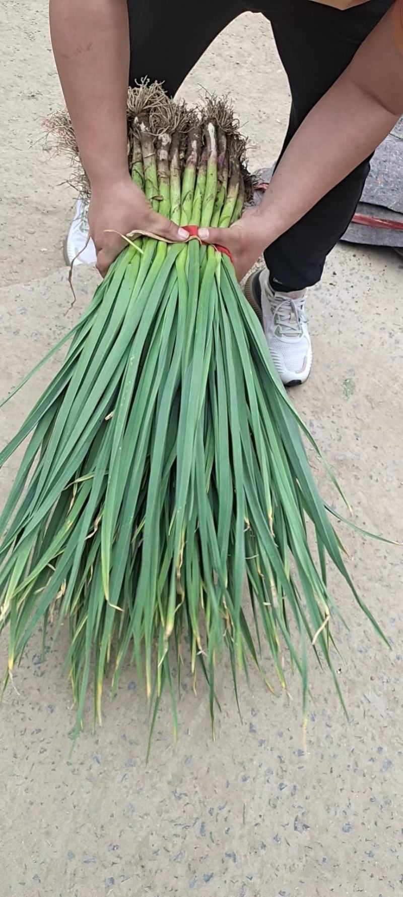 红根蒜苗