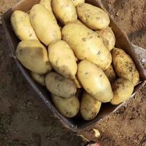 荷兰十五土豆山东陆地土豆荷兰土豆大量供应