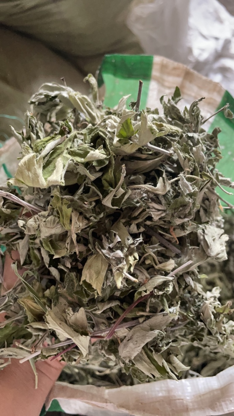 精选艾叶批发零售一手货源