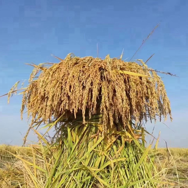 五常稻花香2号稻谷，鲜米机专用稻谷，原产地直供，诚邀合作