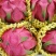 红心木兰果精品果甜度高