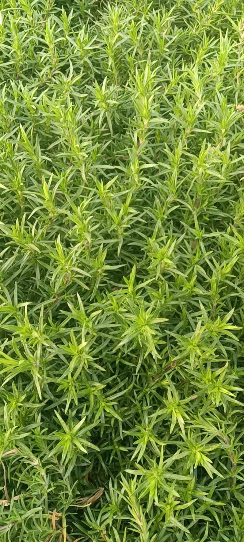 出售：多芽马兰欧石竹彩虹石竹福禄考红：白两色