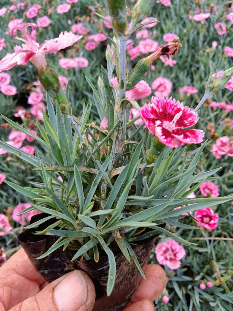 出售：多芽马兰欧石竹彩虹石竹福禄考红：白两色