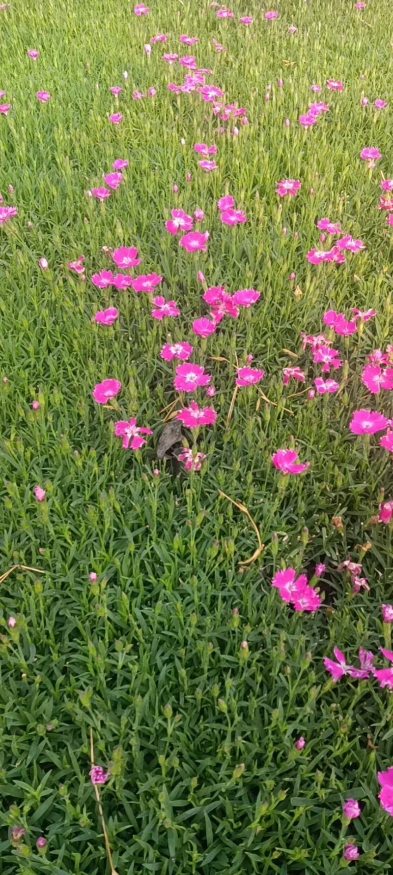 出售：多芽马兰欧石竹彩虹石竹福禄考红：白两色