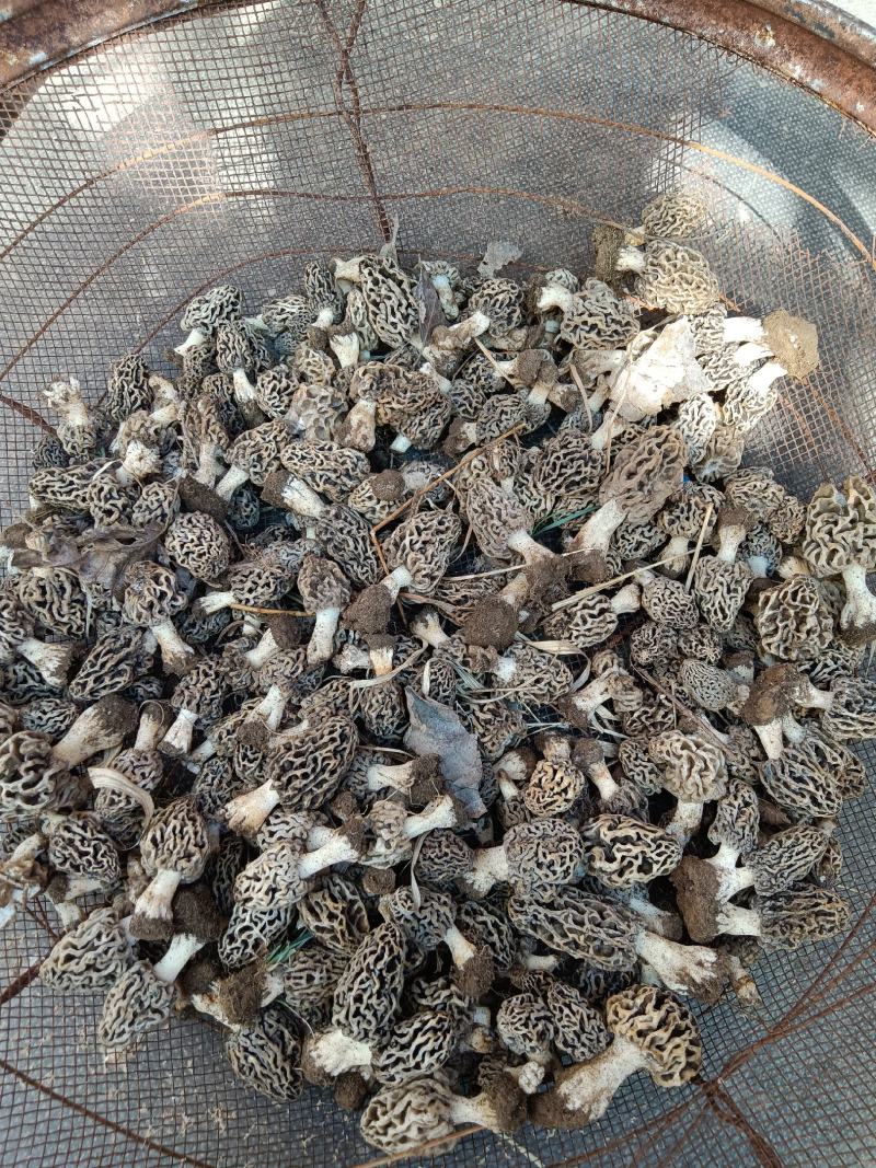 纯野生羊肚菌