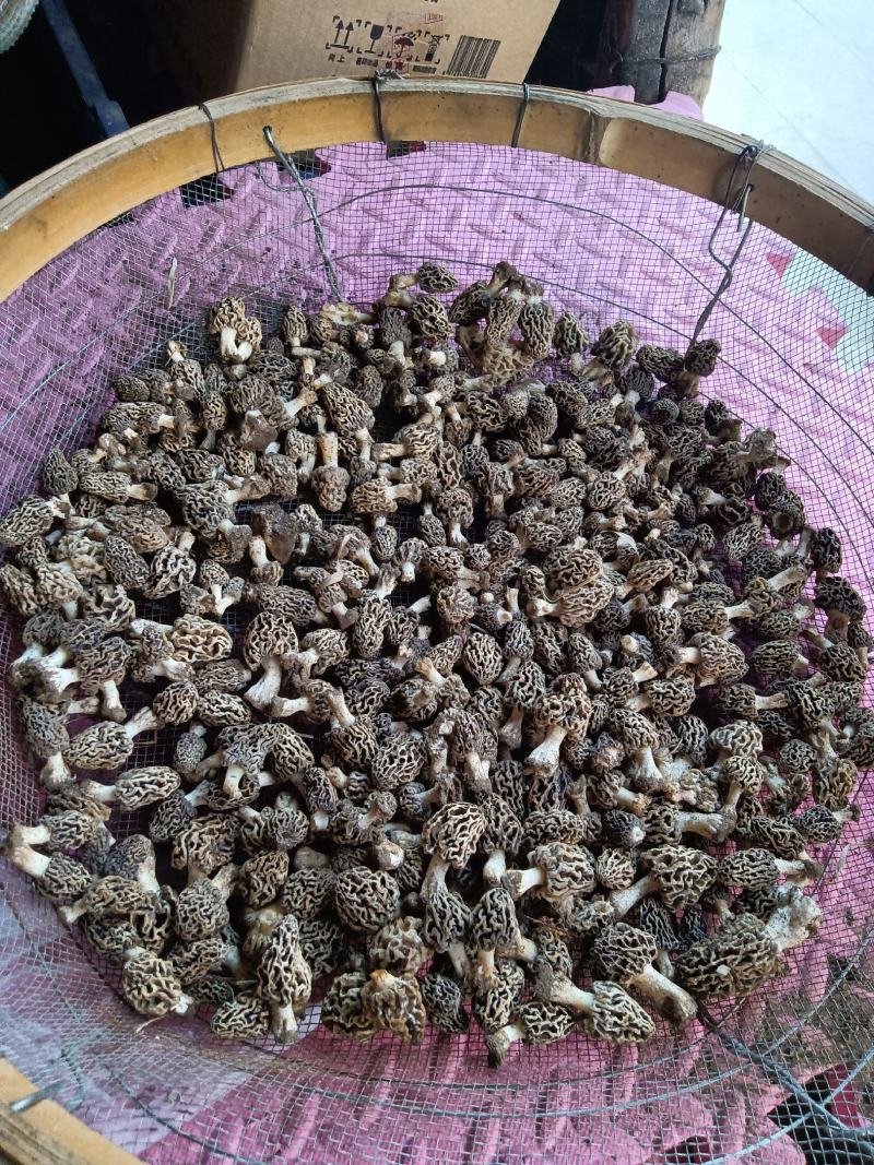 纯野生羊肚菌