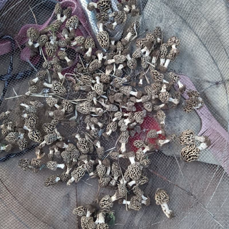 纯野生羊肚菌