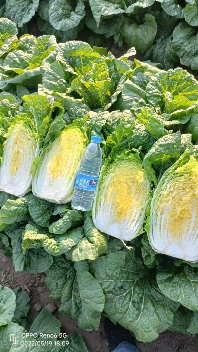 黄心大白菜物美廉价品质保证对接各大商超