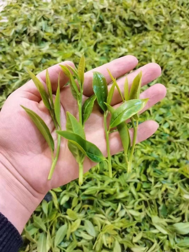 农家清明春茶，清香清明新绿茶大量批发