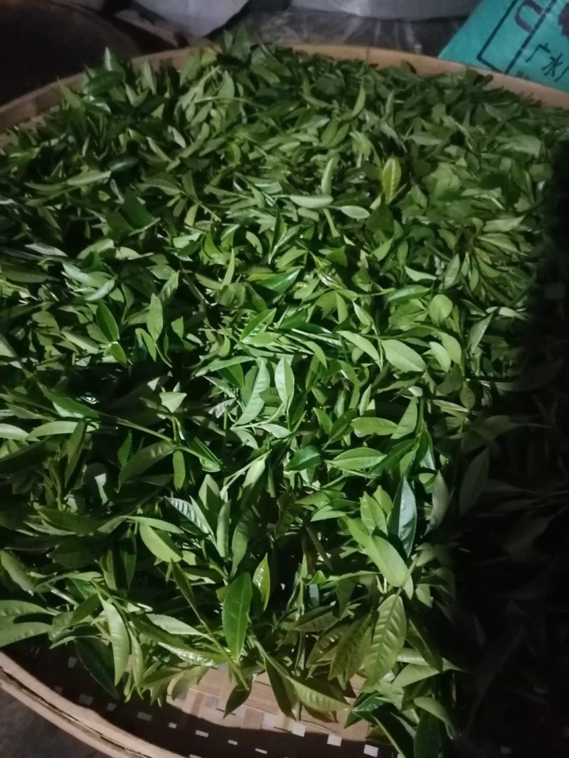 农家清明春茶，清香清明新绿茶大量批发