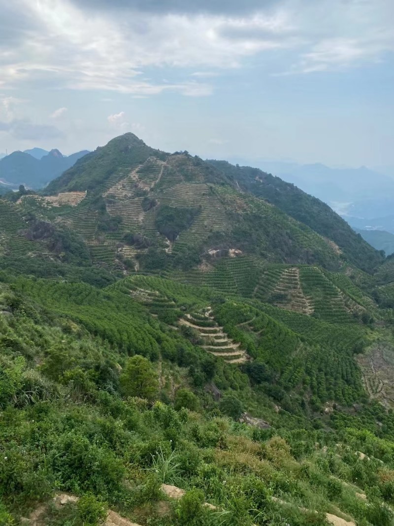 农家清明春茶，清香清明新绿茶大量批发