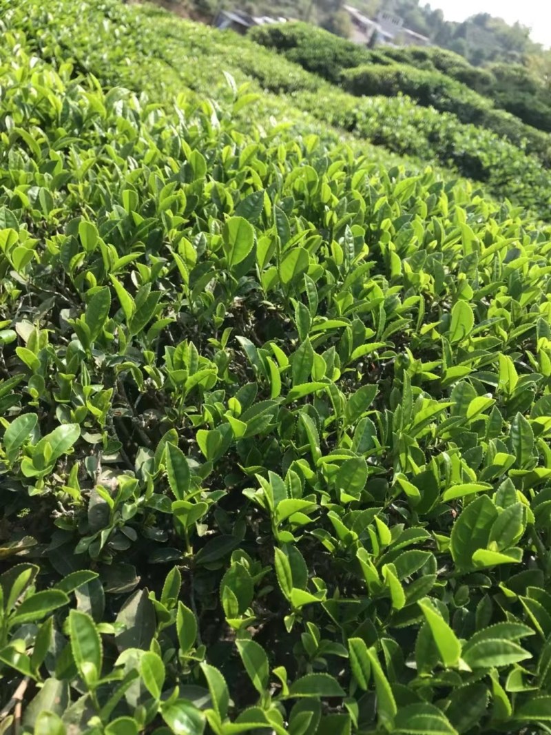 农家清明春茶，清香清明新绿茶大量批发