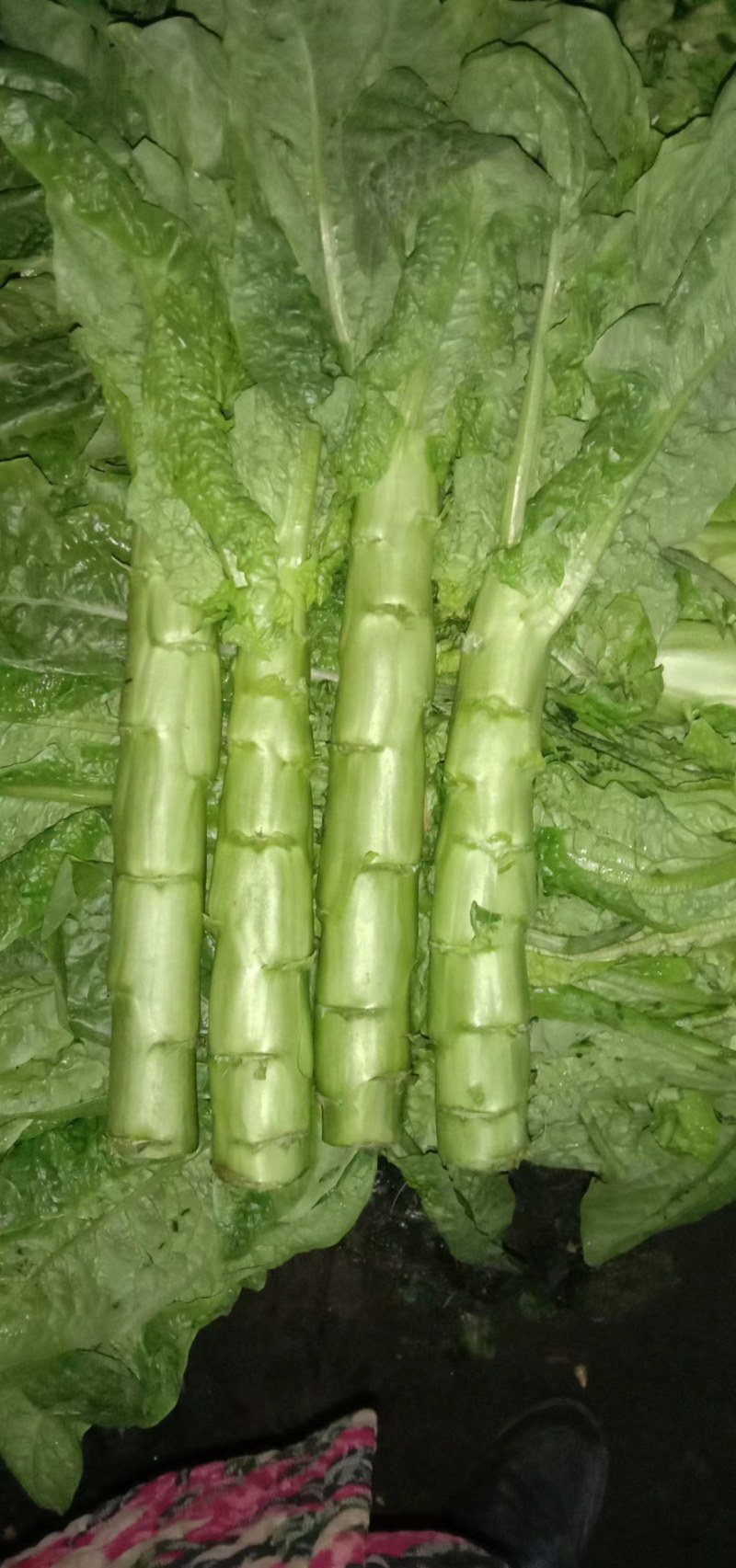 三青翡翠