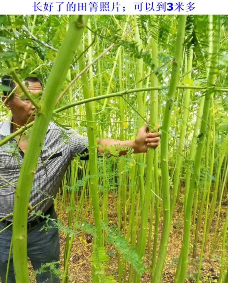 田菁种子别名碱菁涝豆耐涝耐旱盐碱土壤改良牧草果园固氮绿肥