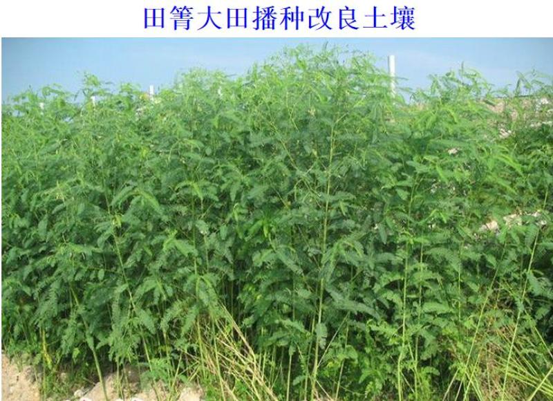 田菁种子别名碱菁涝豆耐涝耐旱盐碱土壤改良牧草果园固氮绿肥