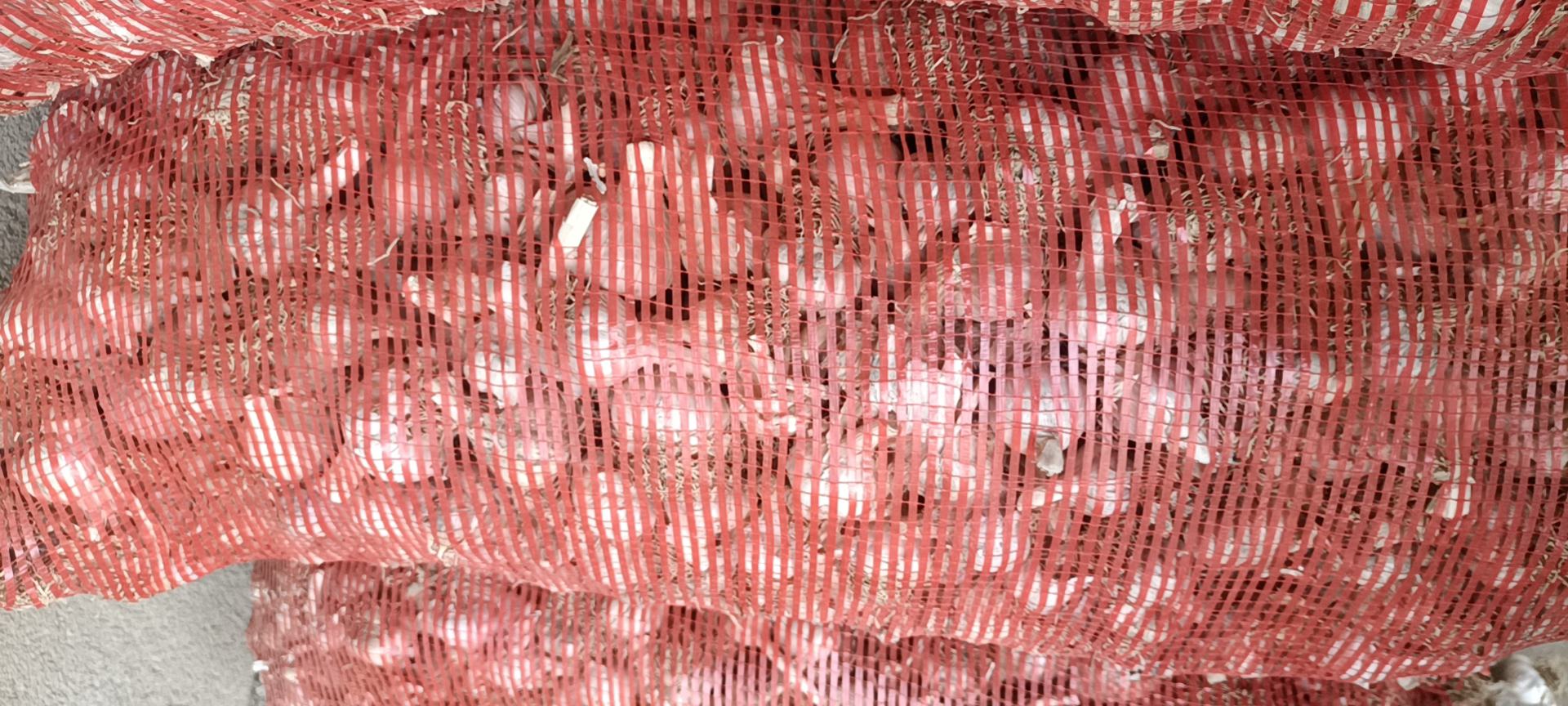 白皮蒜丰收场景