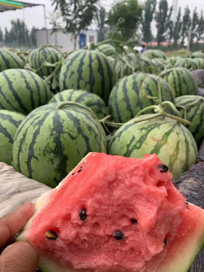 美都西瓜，质量好，个头大，一手货源，产地直销。欢迎老板咨
