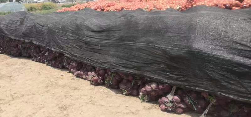 紫皮洋葱种子特写