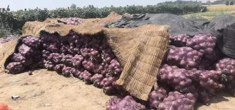 紫皮洋葱分拣包装现场
