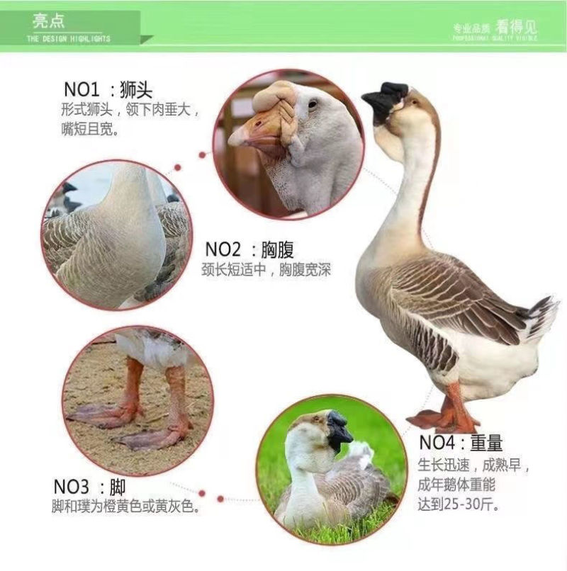 正宗特大种狮头鹅活苗潮汕特大型纯种狮头鹅活体